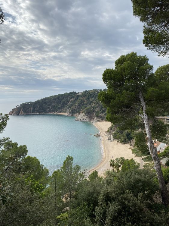 Обои побережье, водоем, гидроресурсы, дерево, берег в разрешении 1536x2048