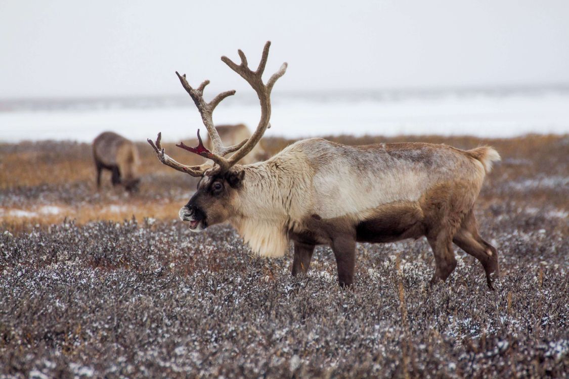 Обои Северный олень в России, Рудольф, лось, Дед Мороз, Санта-Клаус в разрешении 5184x3456