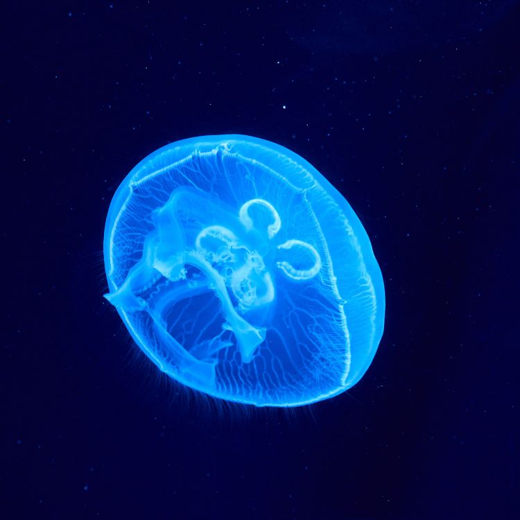 Обои Медуза, биолюминесценция, cnidaria, морская биология, земля в разрешении 4015x4015