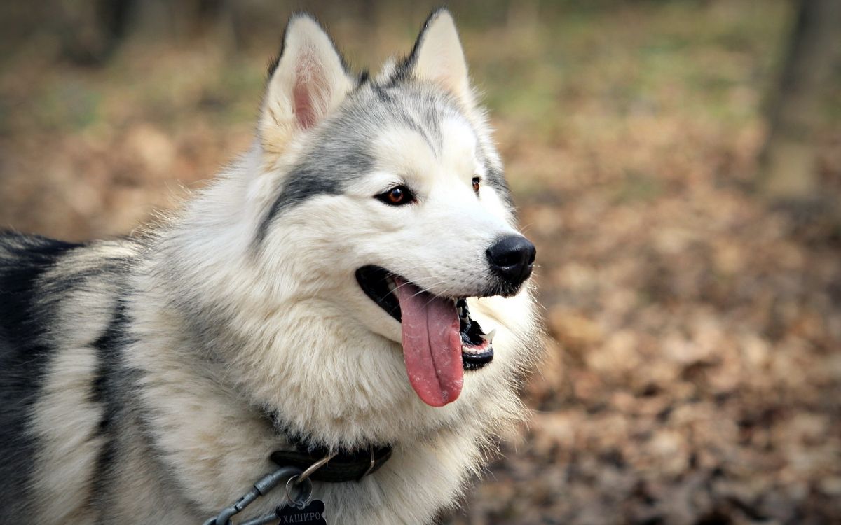 Обои щенок, собака породы, tamaskan собака, Сибирский Хаски, ездовая собака в разрешении 2560x1600