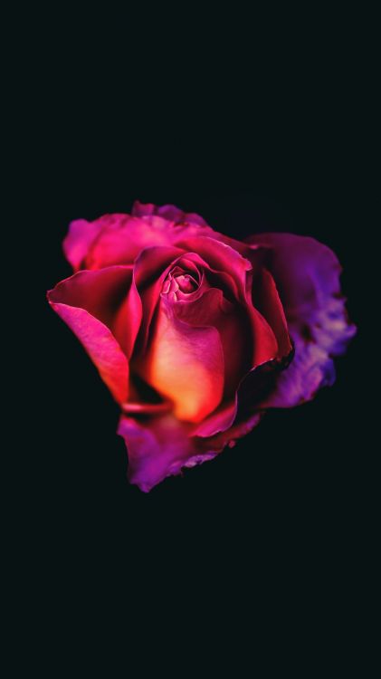 Обои цветок, растение, лепесток, гибридная чайная роза, розовый в разрешении 1080x1920