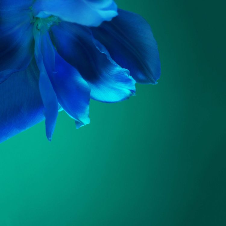 Обои Huawei, Huawei P40 Pro, huawei p40, андроид, смартфон в разрешении 2640x2640