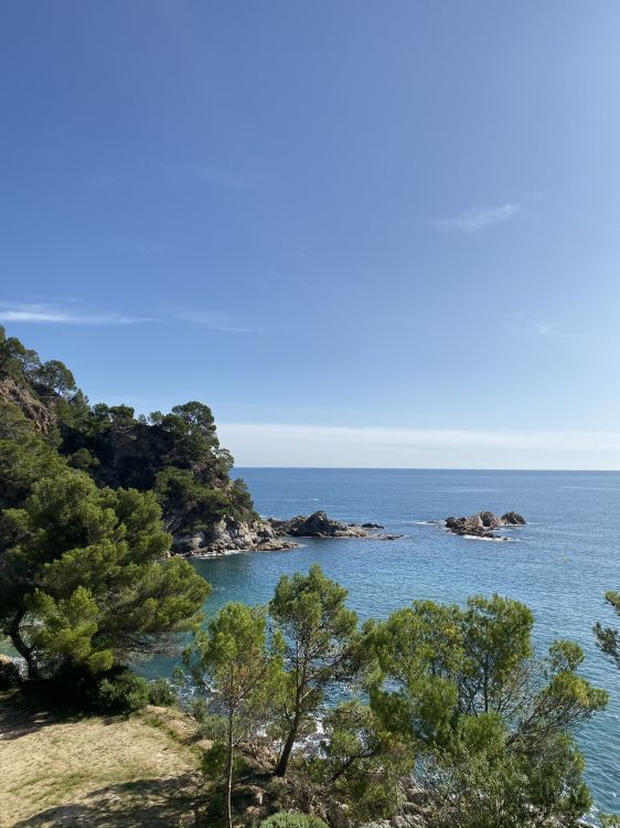 Обои побережье, море, растительность, океан, берег в разрешении 1536x2048