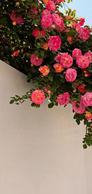 Обои цветок, растение, лепесток, гибридная чайная роза, ботаники в разрешении 1515x3200