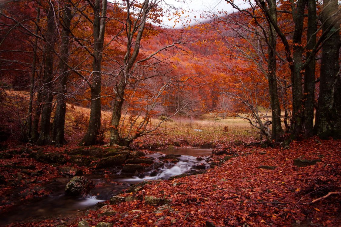 Обои осень, сезон, природа, лист, лес в разрешении 3072x2048