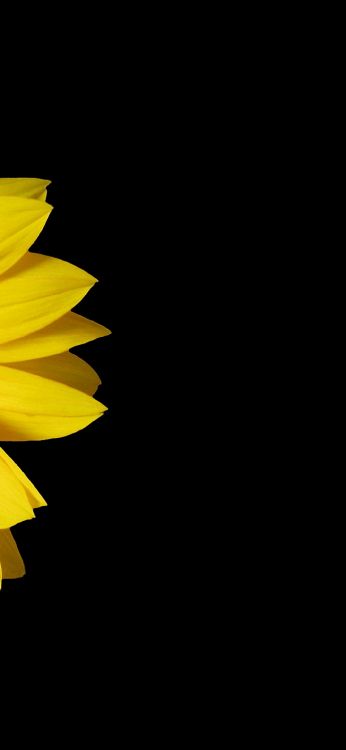 Обои цветоводство цветочное искусство, 59090-000, лепесток, цветок, полутона и оттенки в разрешении 1080x2340