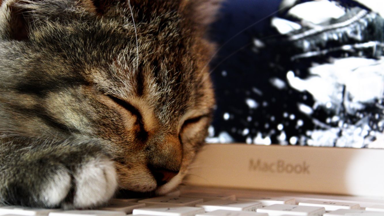 Обои кот, полосатый кот, кошачьих, пес, бакенбарды в разрешении 3840x2160