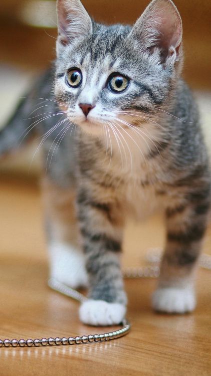 Обои бакенбарды, кот, датский дог, приют для животных, Группе спасения животных в разрешении 1080x1920