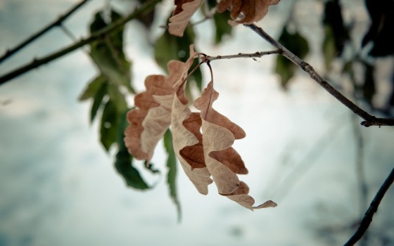 Фото прут от дерева