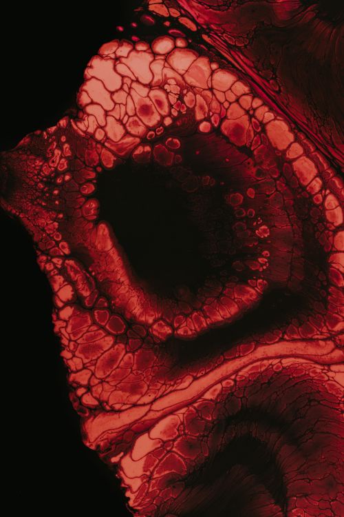 Обои фрактальное искусство, иллюстрация, красный цвет, глаз, орган в разрешении 3787x5680