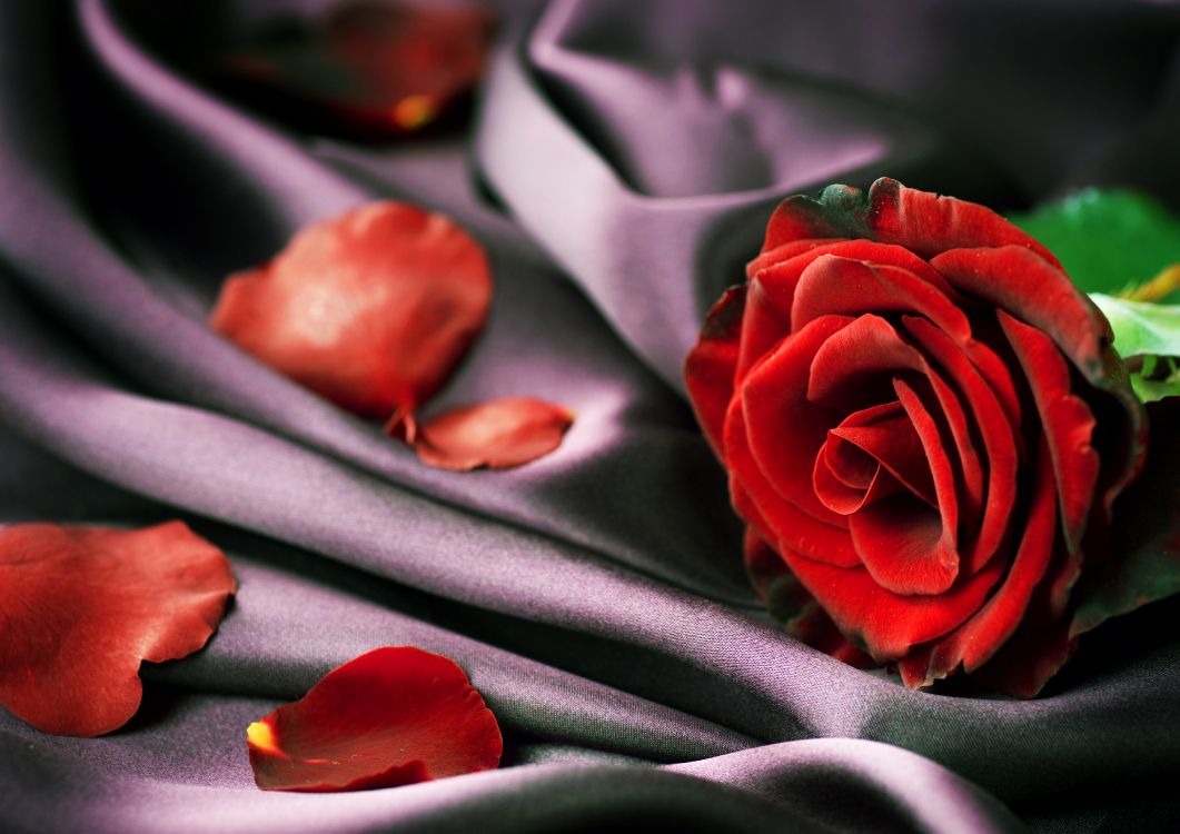 Обои лепесток, Роза, красный цвет, сад роз, цветок в разрешении 4500x3180