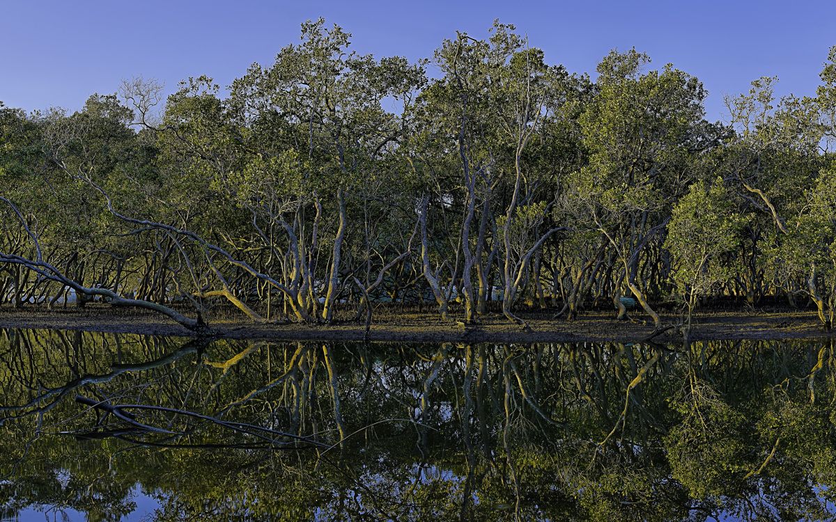 Обои отражение, природа, дерево, растительность, природный заповедник в разрешении 2880x1800