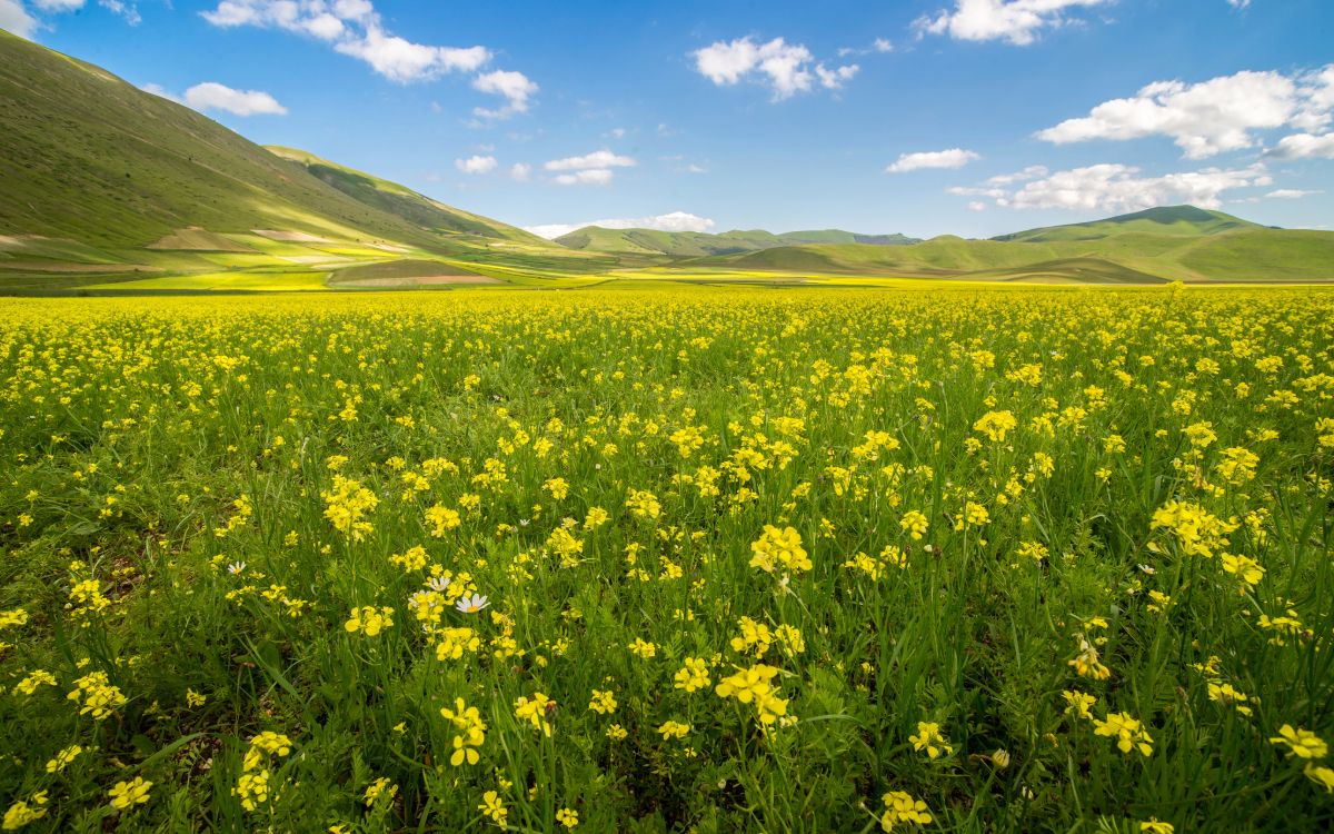 Обои луг, сенокосное угодье, поле, расповое, желтый в разрешении 5825x3639