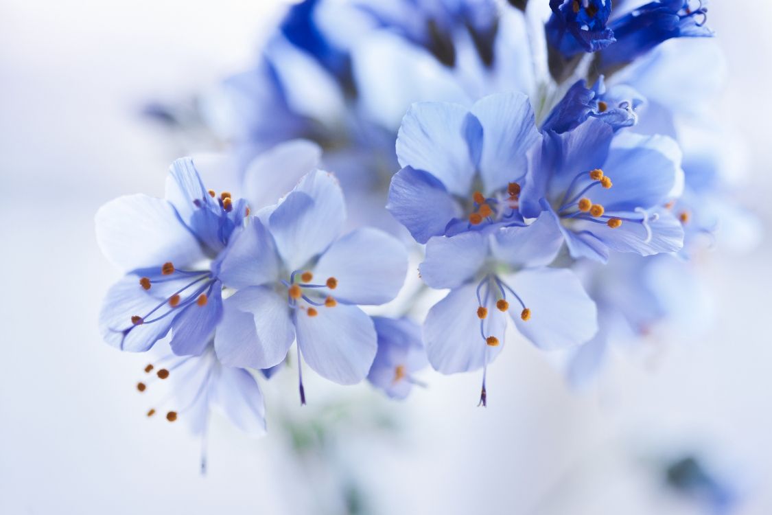 Обои цвет, палитра, синий, белые, цветок в разрешении 6000x4000