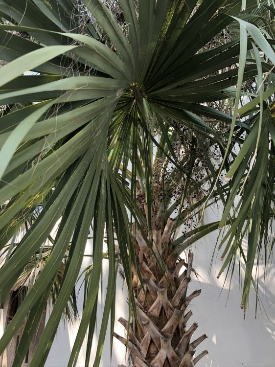 Обои borassus flabellifer, финиковая пальма, растительность, лист, древесные растения в разрешении 1536x2048