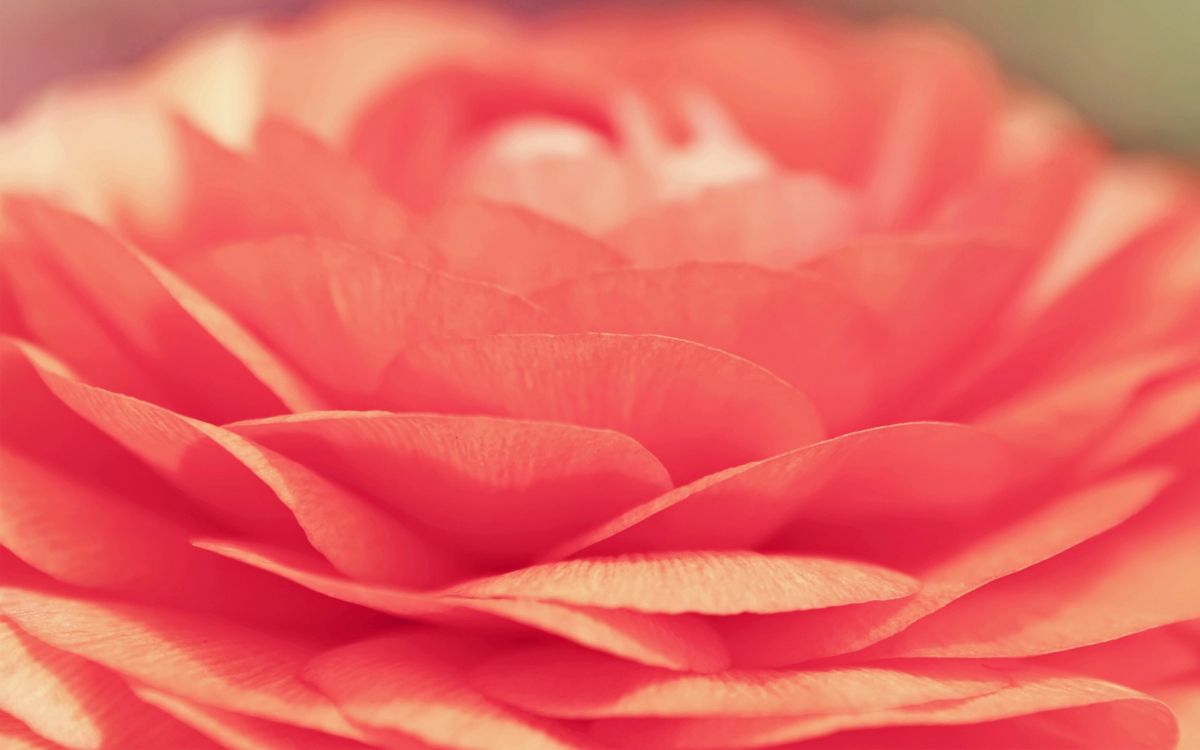 Обои цветок, Роза, лепесток, розовый, красный цвет в разрешении 2560x1600