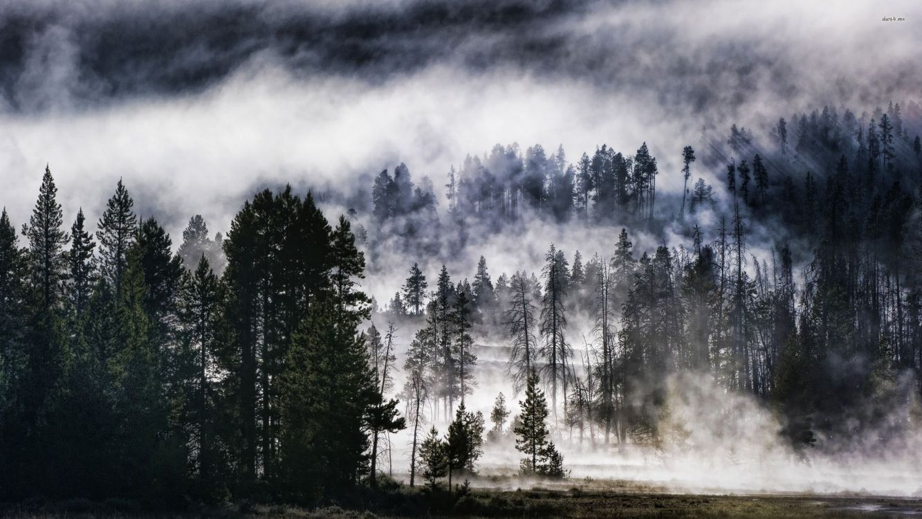 Обои природа, пейзаж, древесные растения, дикая местность, дерево в разрешении 2560x1440