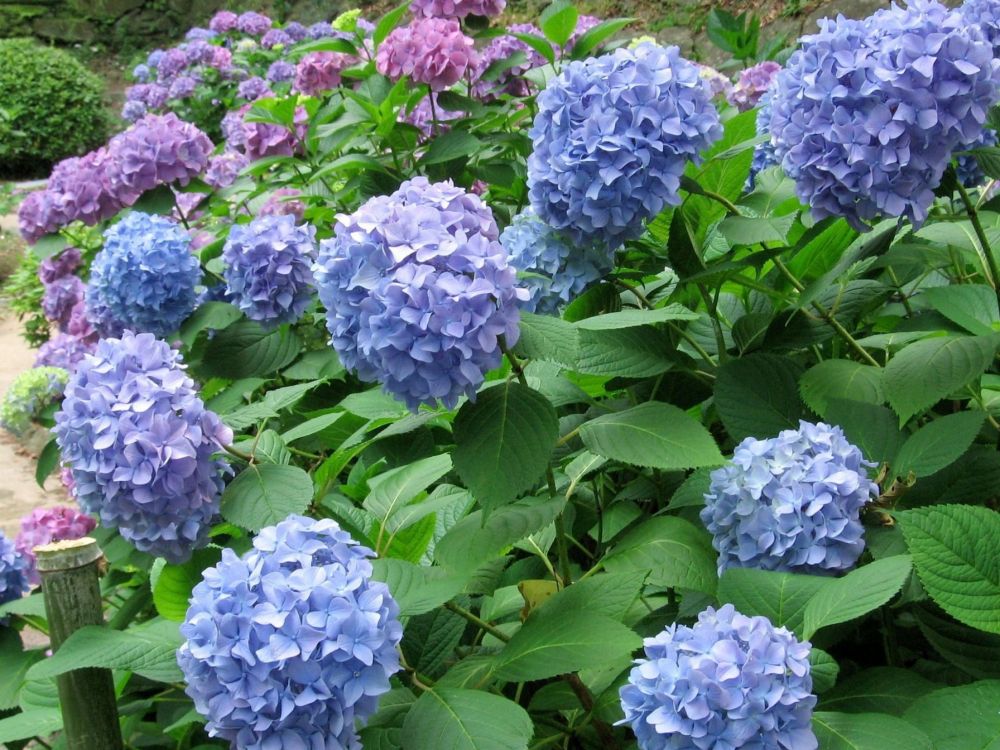 Обои цветковое растение, hydrangeaceae, растение, cornales, однолетнее растение в разрешении 2048x1536