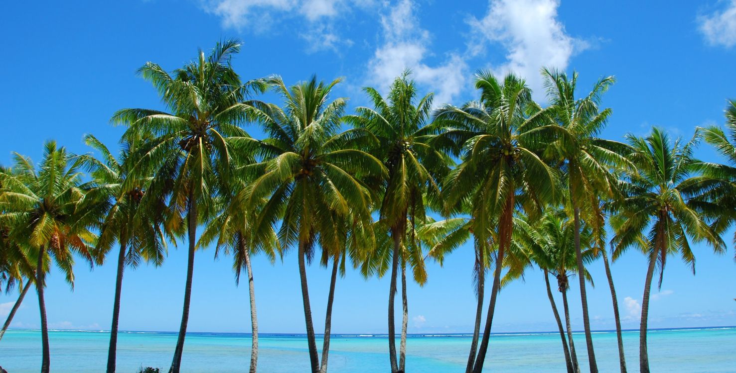 Обои пальмовые рощи, дерево, Пальма, растительность, тропическая зона в разрешении 3428x1740