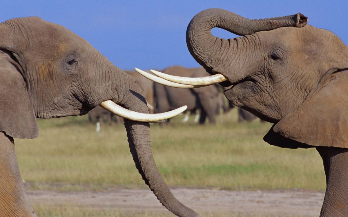 Обои Слон, слоны и мамонты, наземные животные, индийский слон, живая природа в разрешении 2560x1600