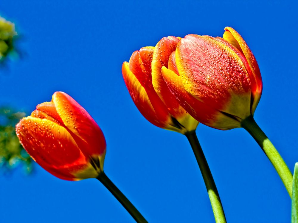 Обои лепесток, стебель растения, цветковое растение, стебель, цветущее растение в разрешении 2048x1536