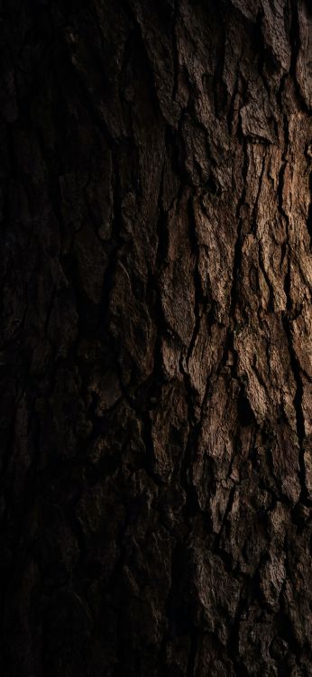 Обои формирование, дерево, древесина, Кора, текстура в разрешении 1080x2340