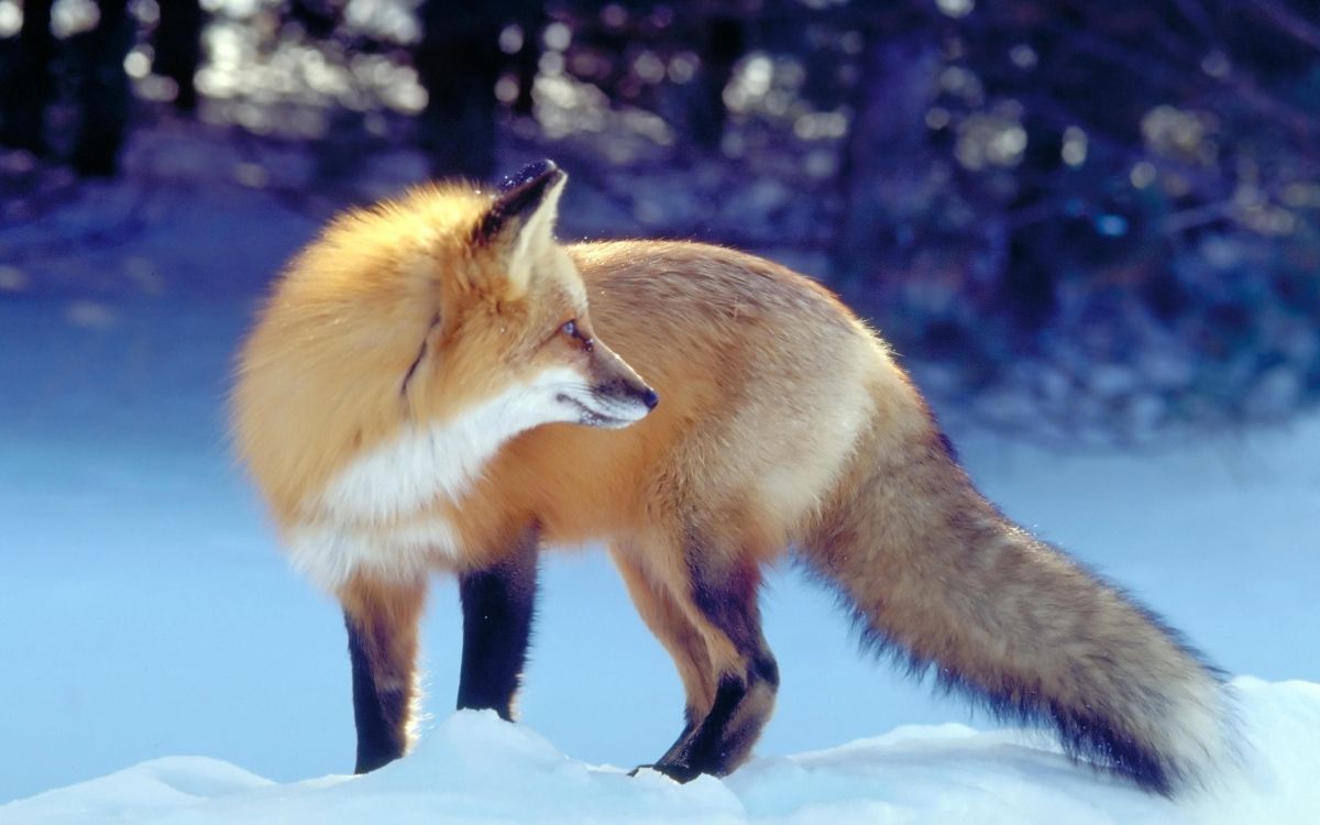 Обои рыжая лисица, живая природа, морда, мордочка, фауна в разрешении 2560x1600