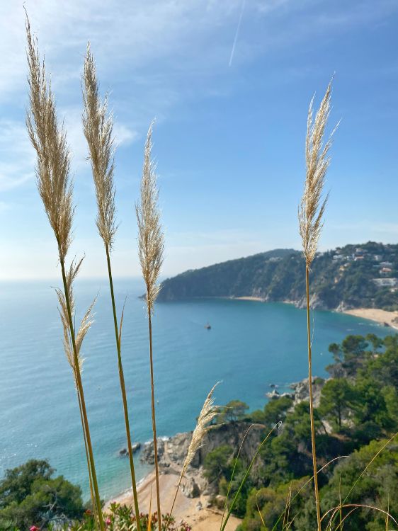 Обои море, трава, растительность, побережье, лазурный в разрешении 3024x4032