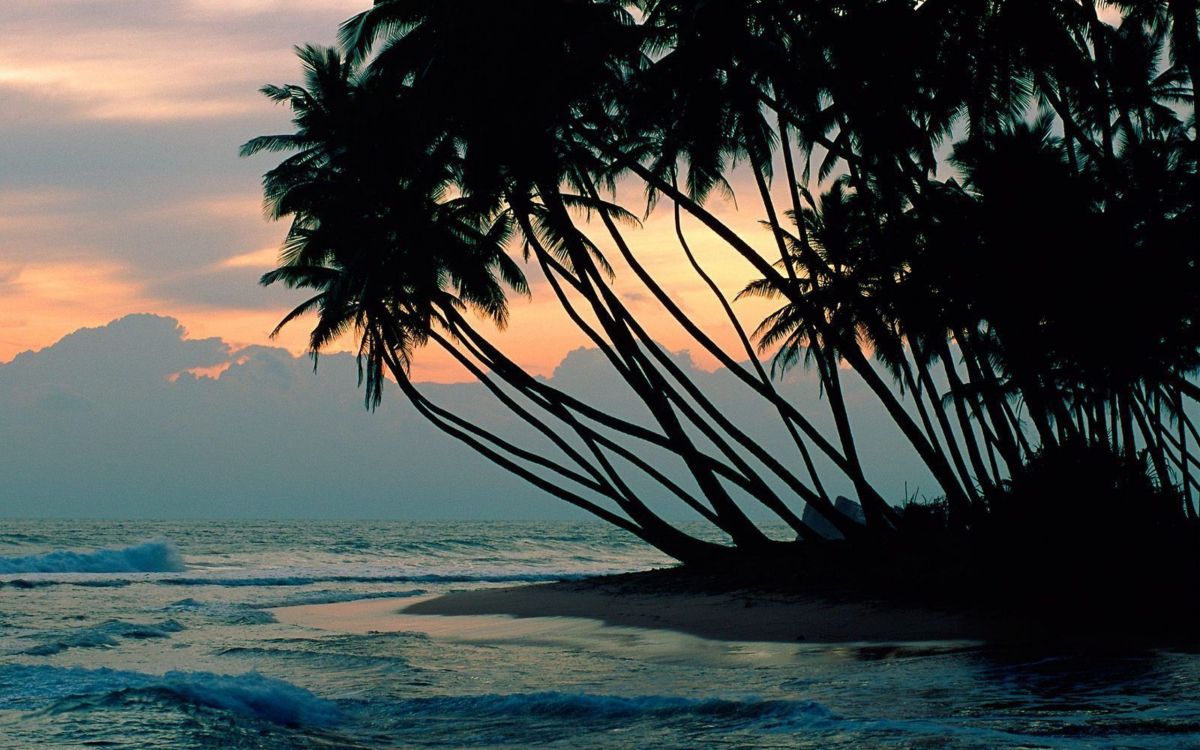 Обои дерево, тропическая зона, Пальма, море, океан в разрешении 2560x1600