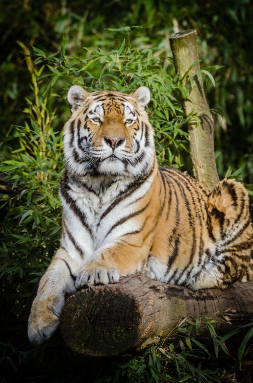 Обои Амурский тигр, кошачьих, большая кошка, котенок, бенгальский тигр в разрешении 3264x4928