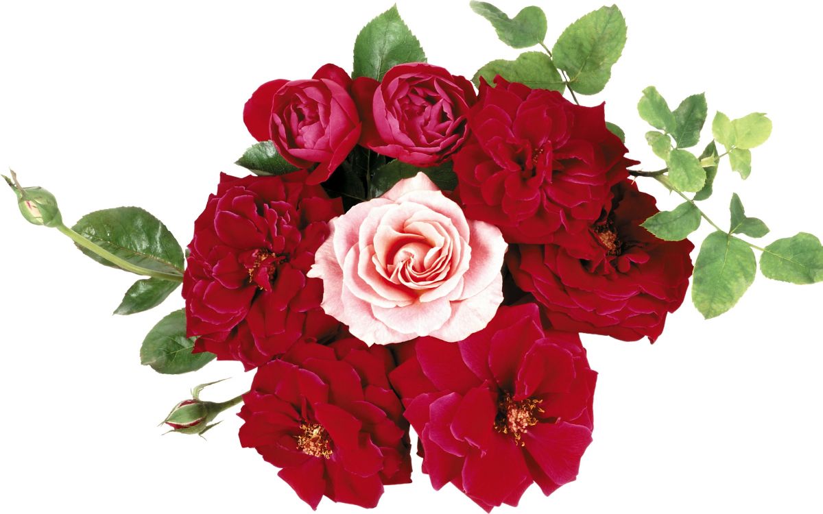 Обои цветочный дизайн, цветочный букет, срезанные цветы, сад роз, цветковое растение в разрешении 2880x1800