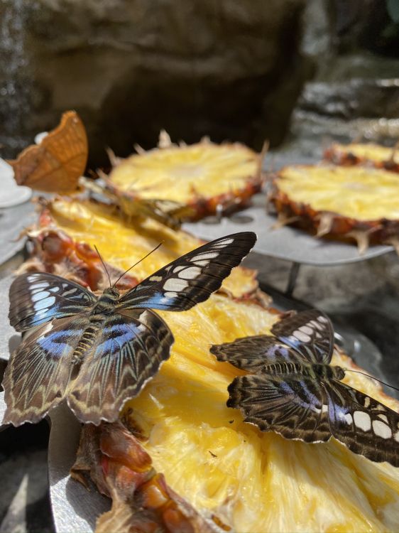 Обои блюда, желтый, пища, крыло, насекомое в разрешении 1536x2048