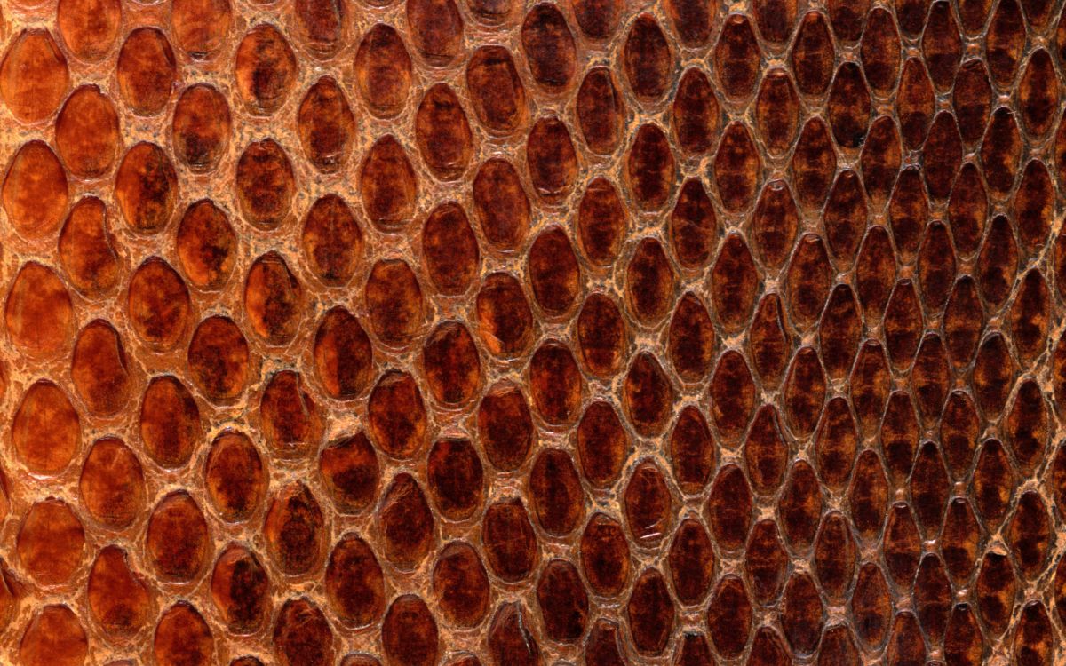 Обои узор, соты, змея, текстура, материал в разрешении 2560x1600