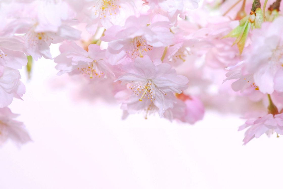 Обои цветение вишни, розовый, цветок, лепесток, расцвет в разрешении 3872x2592