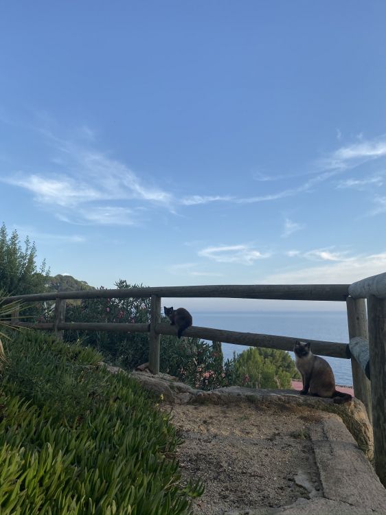 Обои недвижимость, плантация, многолетнее растение в разрешении 1536x2048