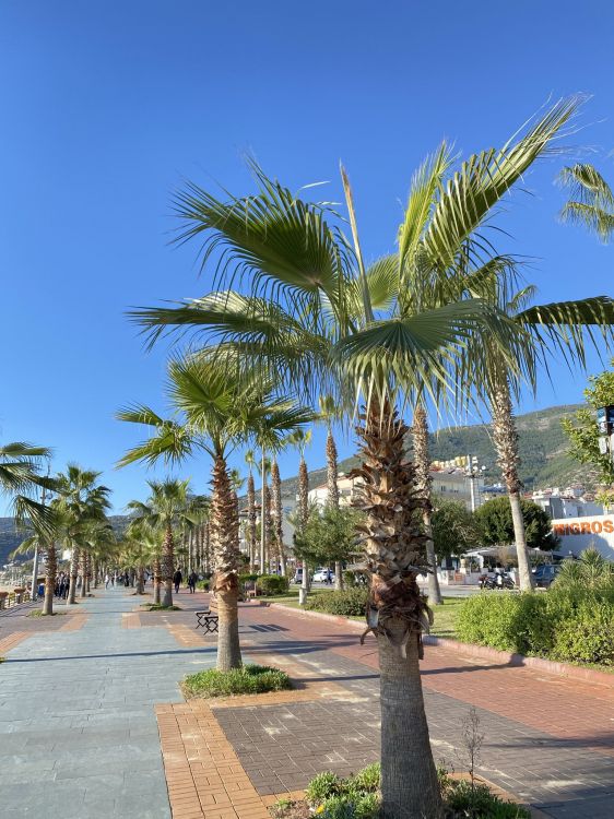 Обои Кокос, биология, растение, дневное время, дерево в разрешении 1536x2048