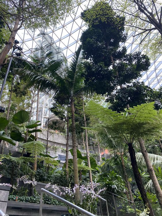 Обои дерево, лист, рассада, биология, наука в разрешении 1536x2048