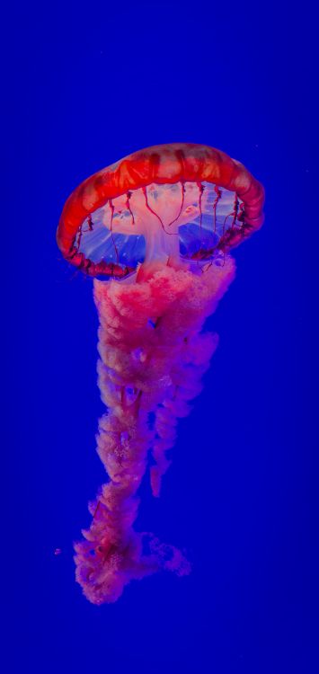Обои самая красивая медуза, Медуза, вода, морские беспозвоночные, синий в разрешении 1515x3200