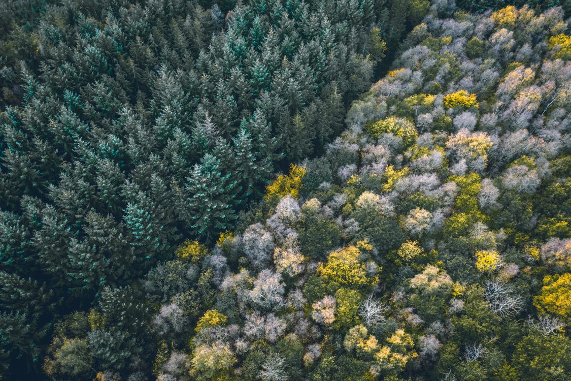 Обои растительность, цветок, растение, растительное сообщество, полукустарник в разрешении 5464x3640