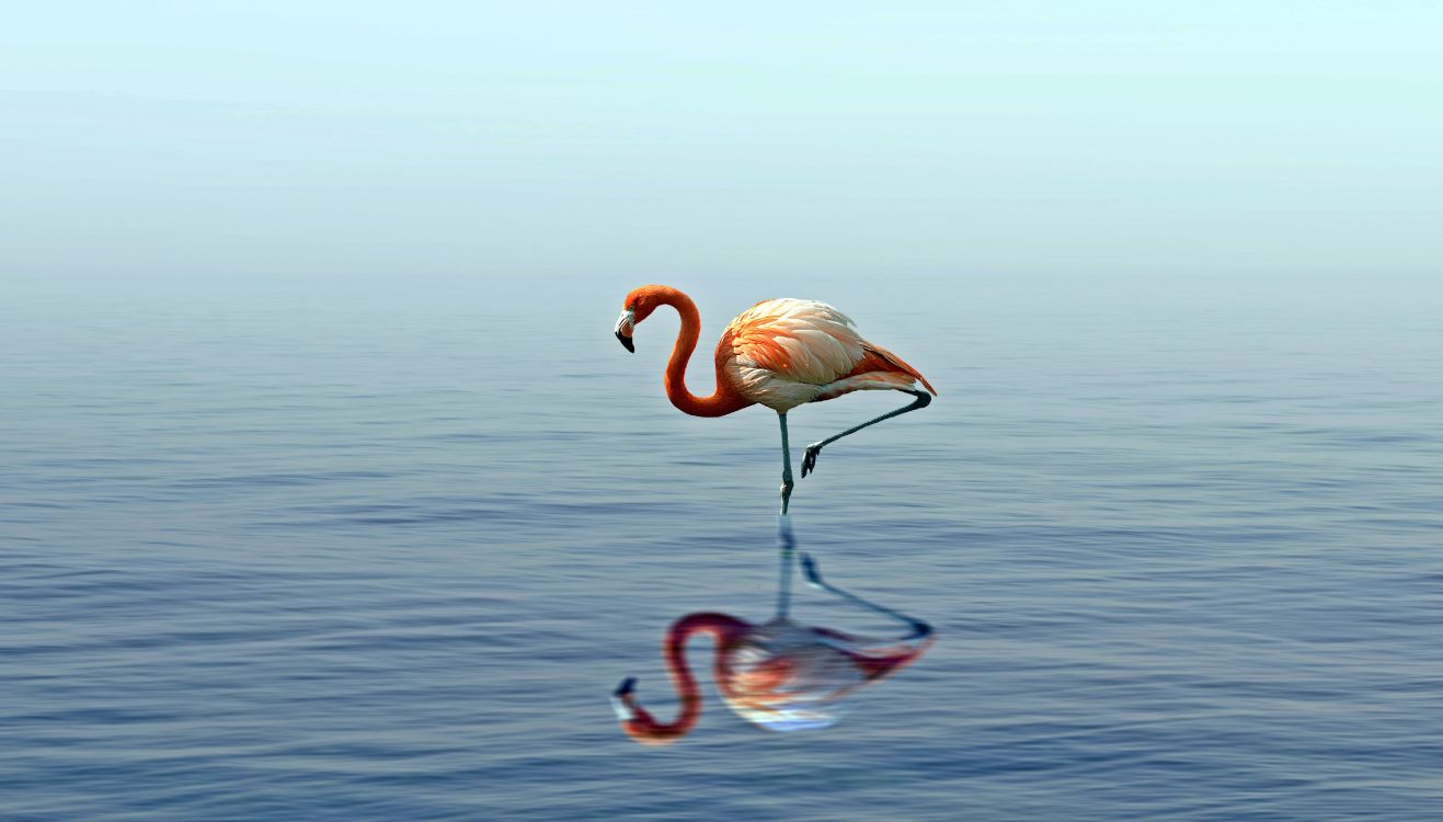 Обои фламинго, Большой фламинго, птица, водоплавающие птицы, вода в разрешении 4911x2795