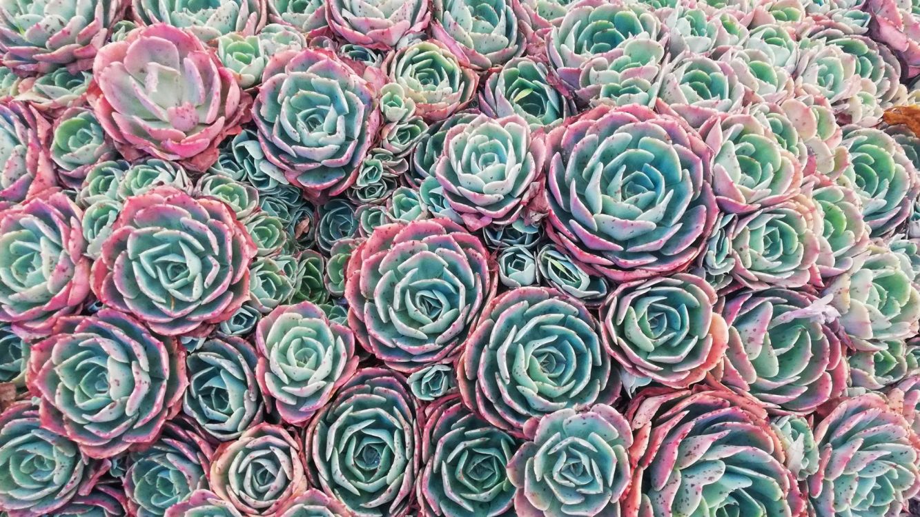 Обои сад роз, цветок, лепесток, зеленый, ткань в разрешении 1920x1080