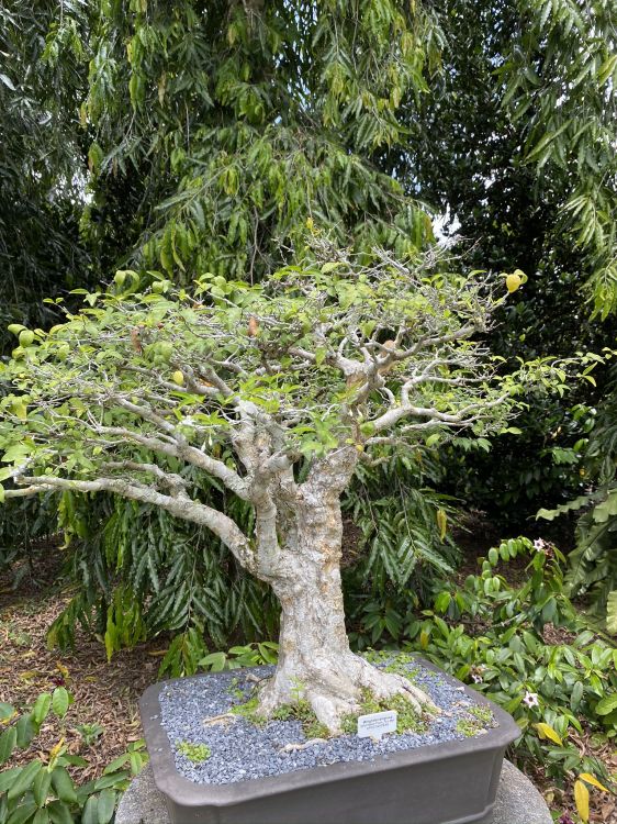 Обои дерево, бонсай, ботаники, сад, наземное растение в разрешении 1536x2048