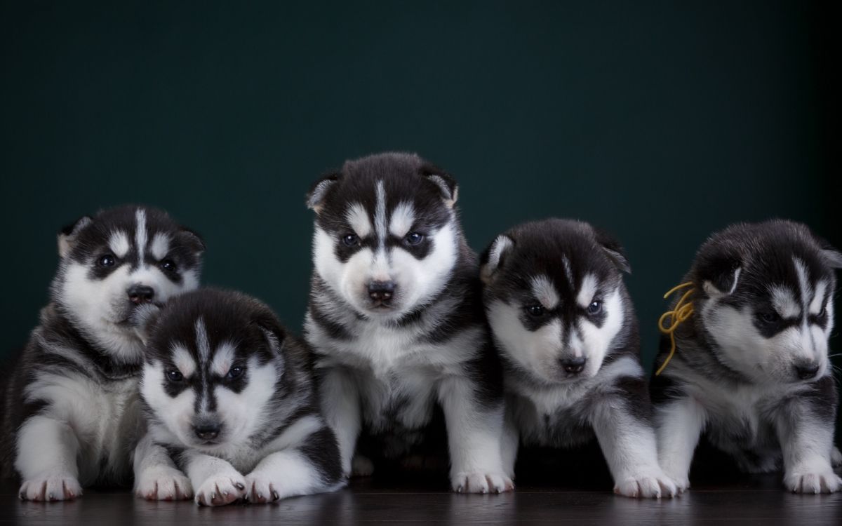 Обои Себирская Хаски, щенок, аляскинский маламут, пес, Сахалинская хаски в разрешении 2560x1600