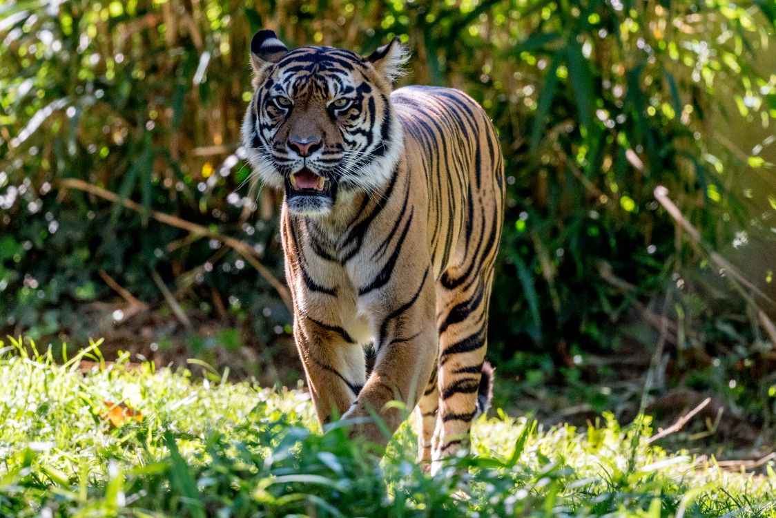 Обои живая природа, Лев, кот, бенгальский тигр, рев в разрешении 5611x3741