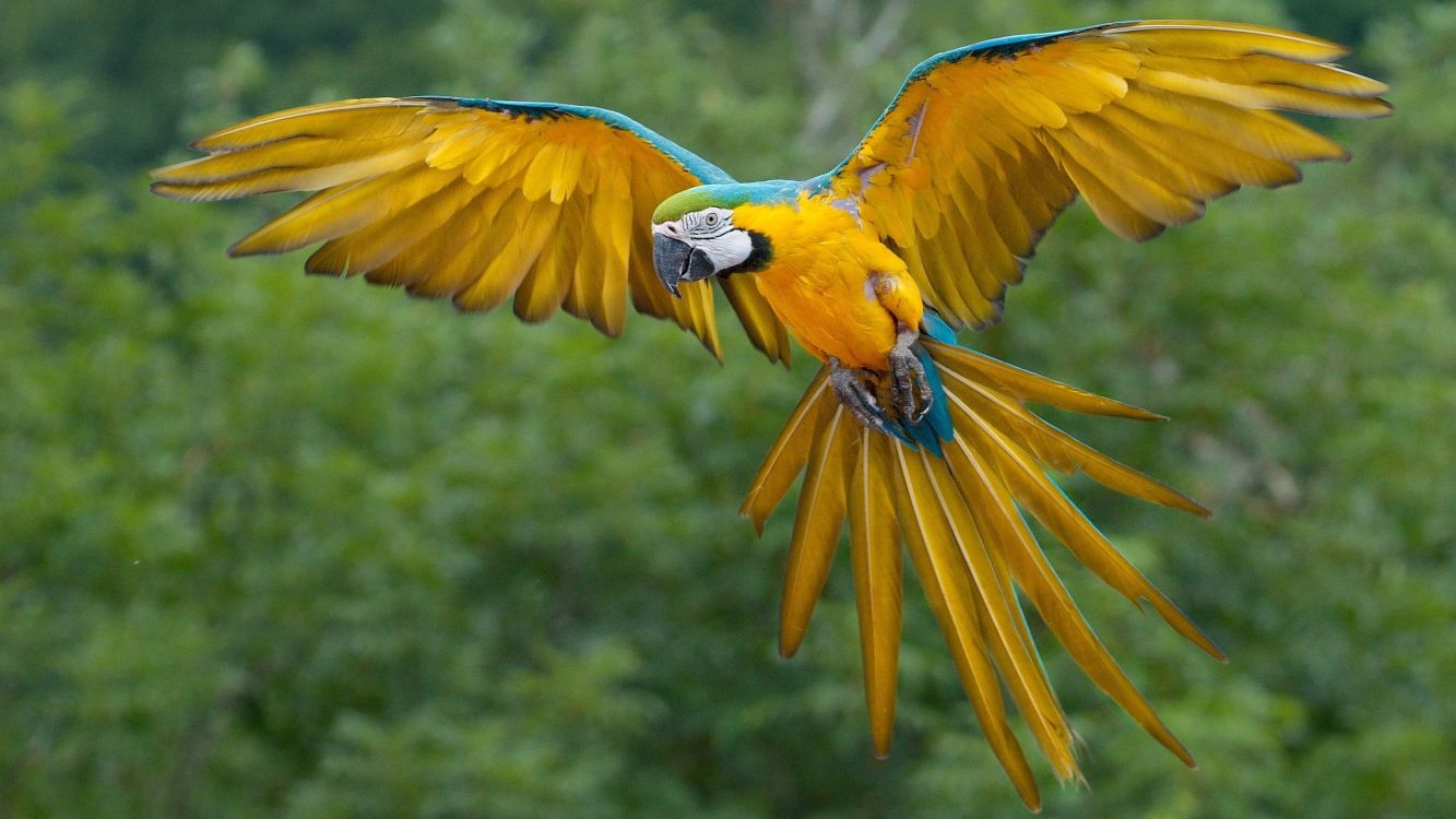Обои тропических птиц, Ара, тропический лес, тропические леса, птица в разрешении 2560x1440