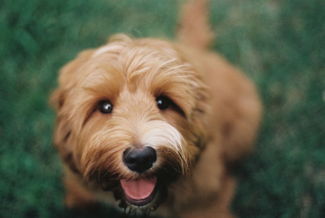 Обои Мягким покрытием пшеничный терьер, ирландский терьер, Псовые, пес, Спортивные Лукас Терьер в разрешении 3635x2433