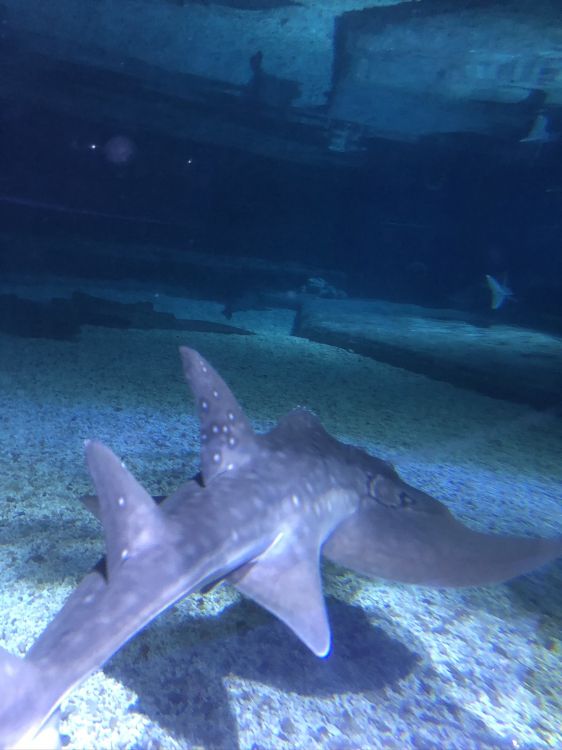 Обои вода, водоем, природа, подземные воды, морская звезда в разрешении 1536x2048