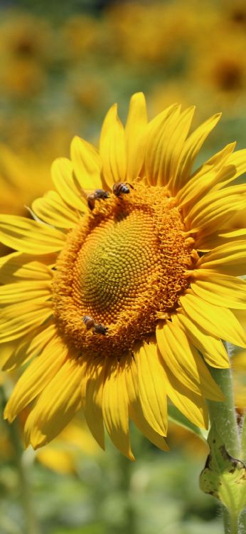 Обои цветок, цветковое растение, растение, опылитель, ботаники в разрешении 1080x2340