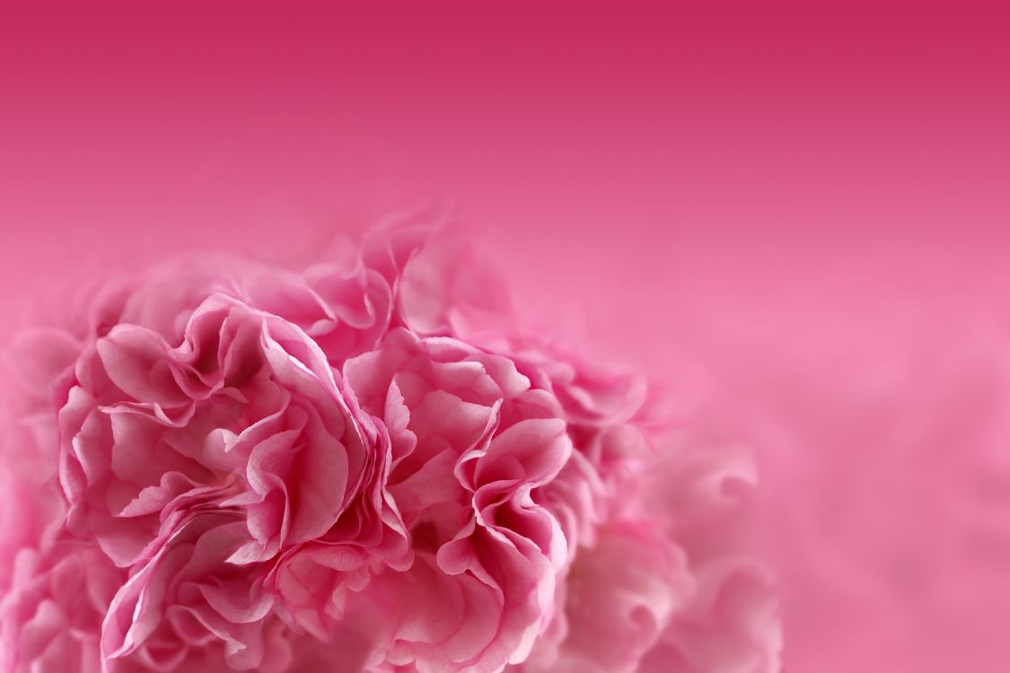 Обои розовые цветы, цветок, розовый, лепесток, красный цвет в разрешении 3840x2560