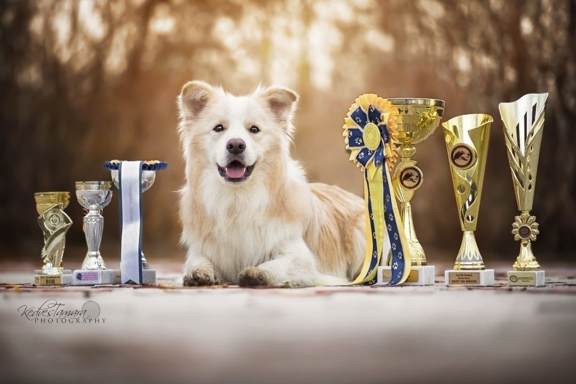 Обои померанский шпиц, собака породы, самоед, собака компаньон, морда в разрешении 4866x3249